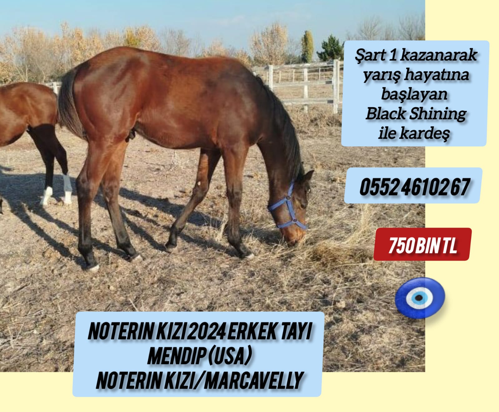 2024 Doğumlu Mendip Erkek tayı Anne:Noterin Kızı